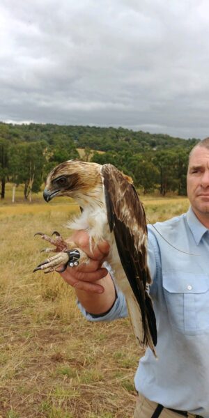 A man wearing blue holding a brown and white little eagle in a field with a grey sky.